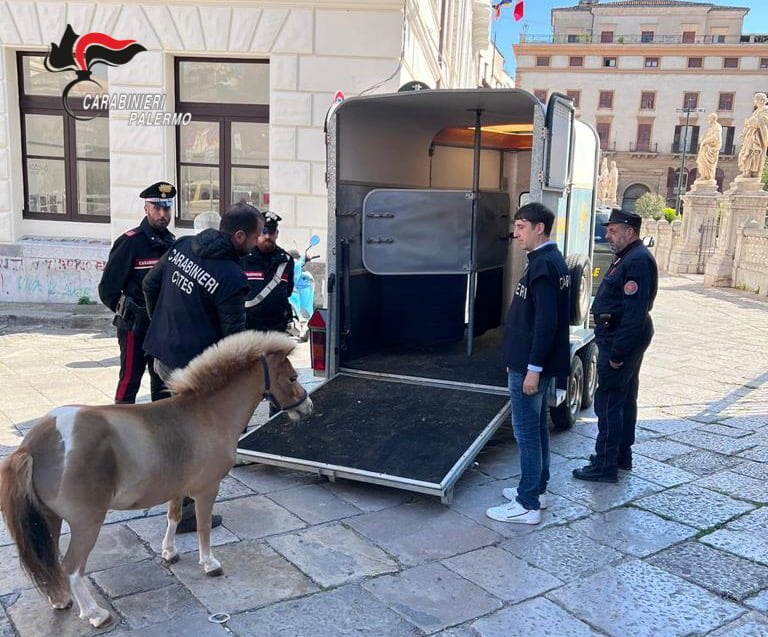 Trovato vivo il pony della corsa clandestina finita con un incidente a Ballarò, una denuncia