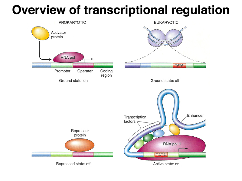 Rna polymerase cannot initiate transcription without these factors and hence their levels regulate gene expression. Lecture Notes