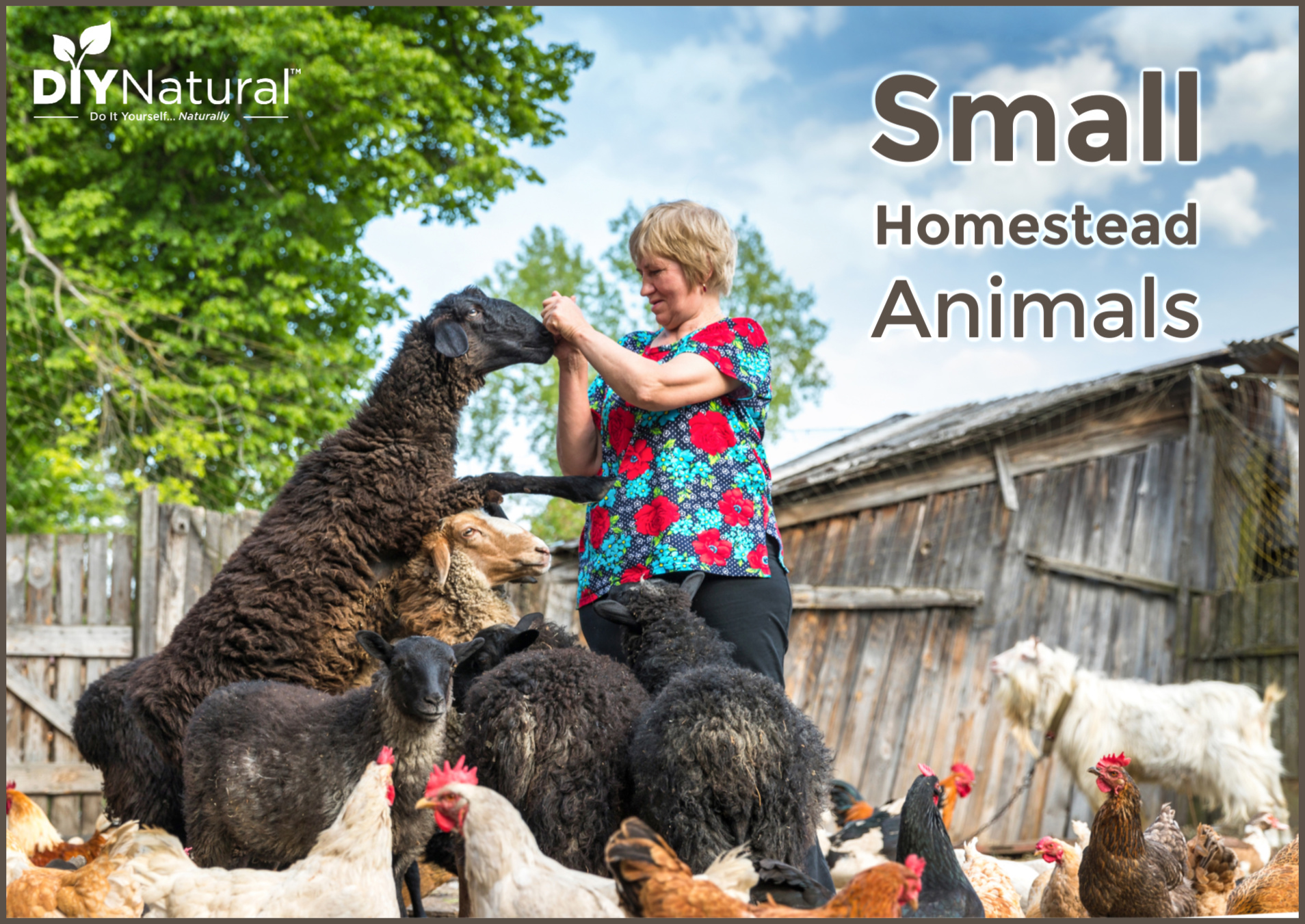 Many people opt to adopt a pocket pet as opposed . Small Farm Animals Livestock Choices For My Half Acre Homestead