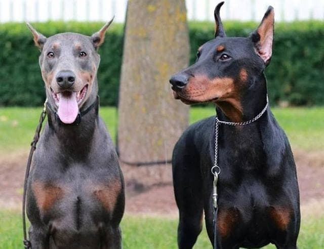 There are two genes in the doberman pertaining to color, a black gene, and a color dilution . All The Colors And Types Of The Doberman Pinscher Doberman Planet