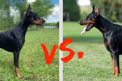 American Vs European Doberman: Key Differences Explained