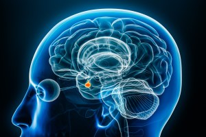 image-pituitary gland
