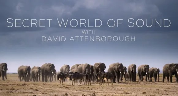 Documental el mundo secreto del sonido: 1- cazadores y cazados online