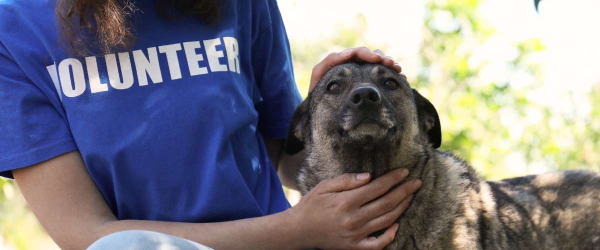 Here’s how you can help shelter animals in need