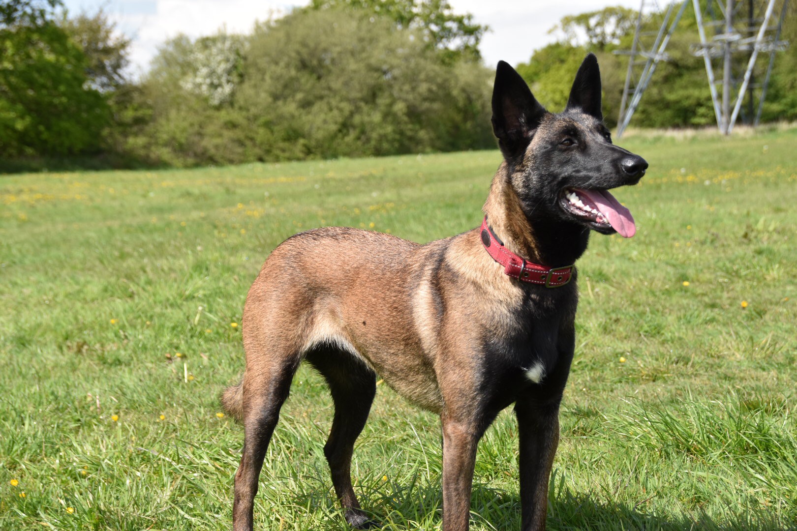 Read facts about the belgian malinois dog breed, including information about its personality and history. Belgian Malinois | Rescue Dogs | Gundog Training 4uBlog