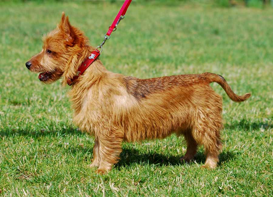 Most will be about our gamprs, isildur, galadriel his niece, the (dilute) off white arwen, and our other male, jamsho (import from armenia, a real shepherd's . Australian Terrier - Dog Breed Standards