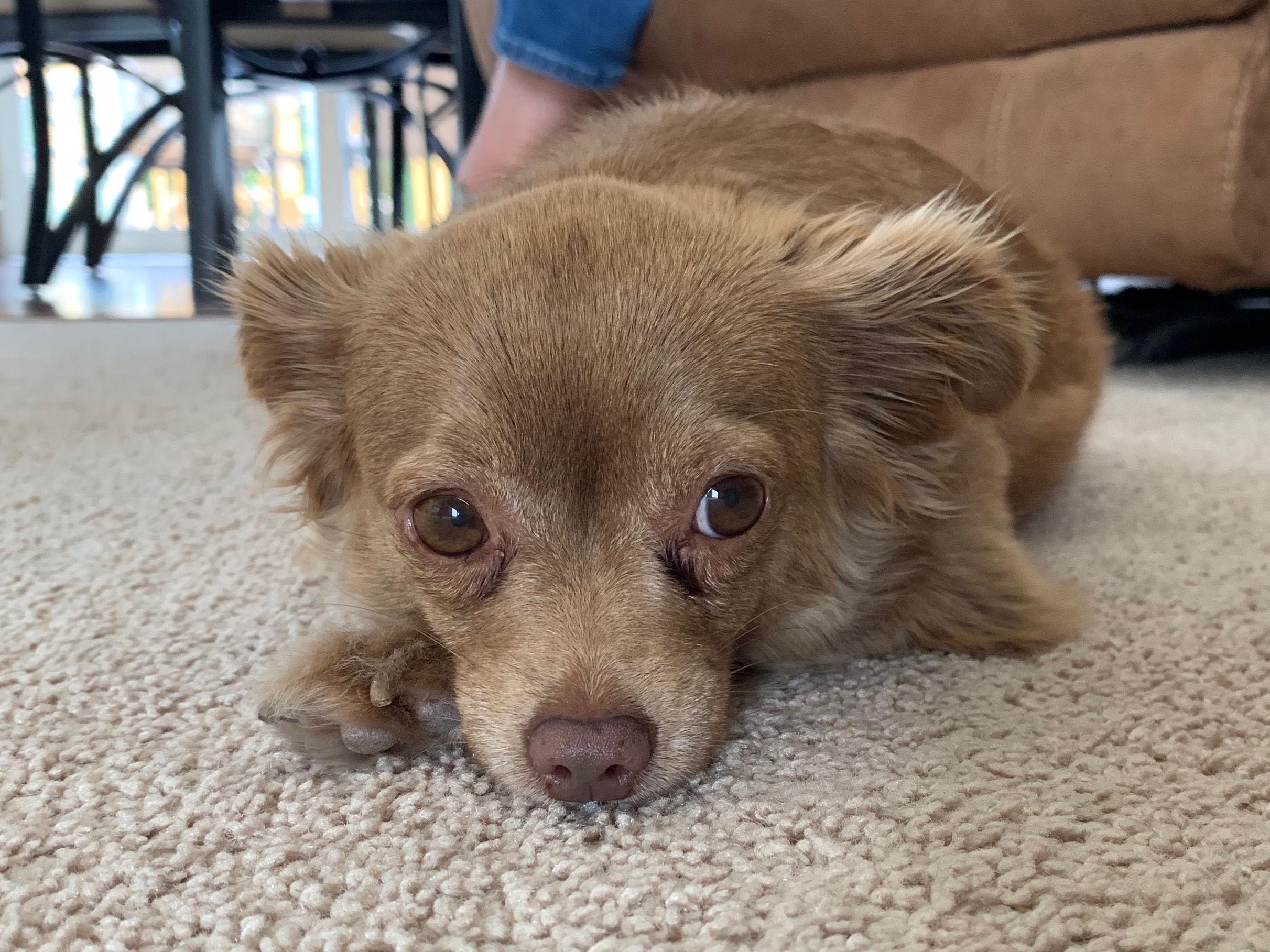 How to Train a Dog to Stay Out of the Kitchen: Proven Tips