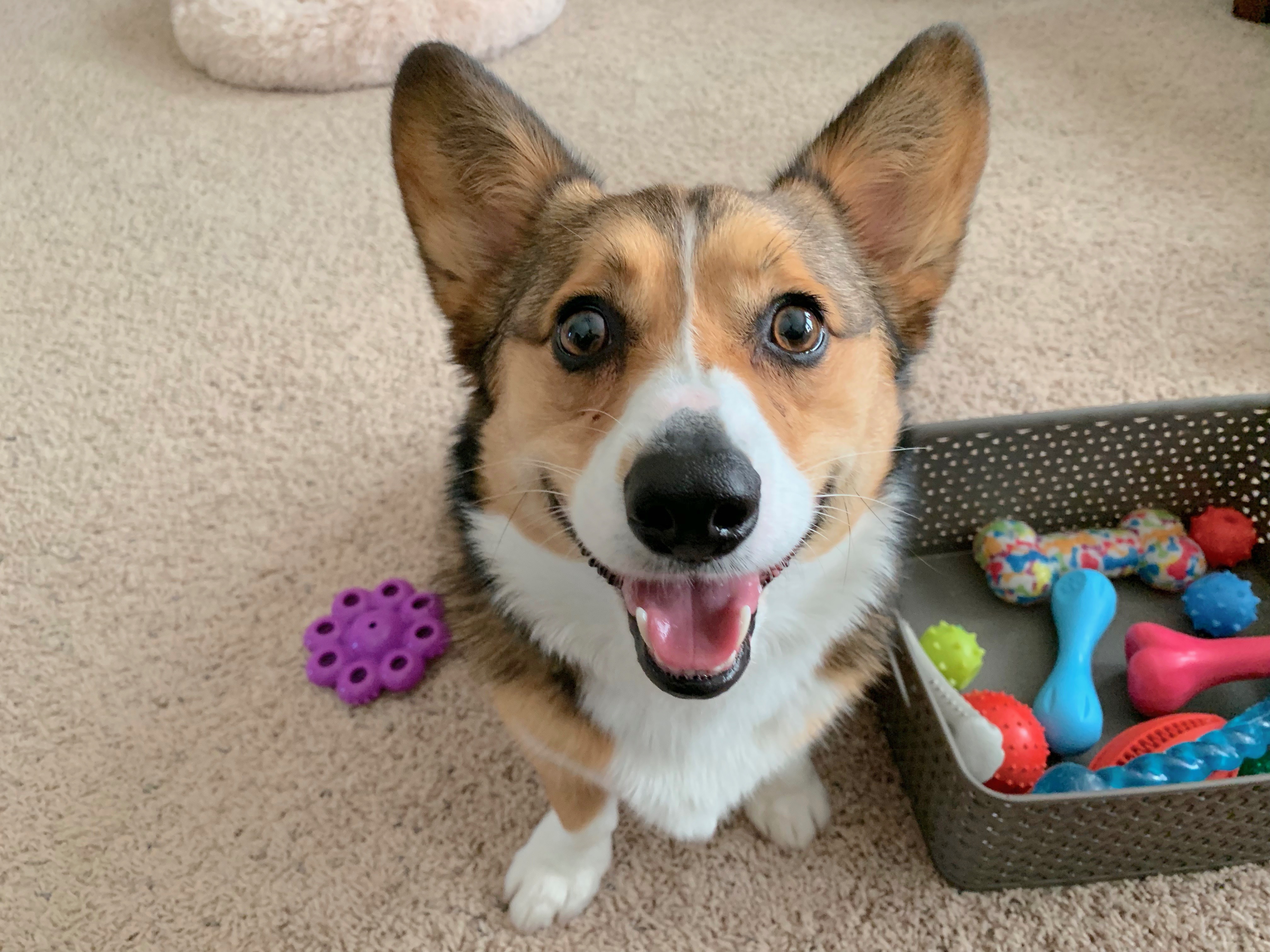 Pembroke Welsh Ci Puppies Indianapolis For Sale Indianapolis Pets Dogs 
