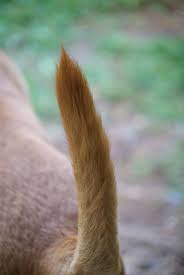 11 dog tail shapes (+ interpretation) √ dogica®