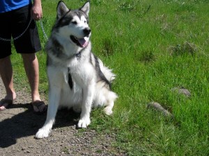Adopted Dogs Give Back