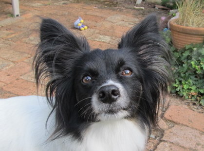 Cosmo face.jpeg Cosmo face