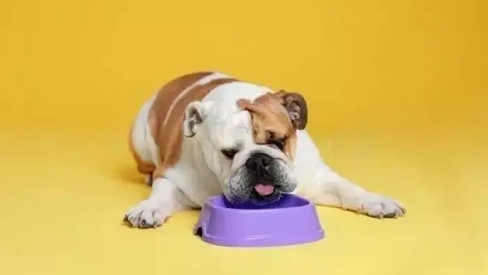 How many cups in a pound of dog food? [dog food calculator]