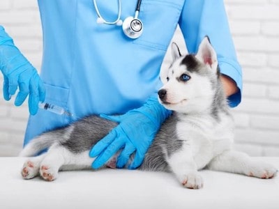 Parvo in dogs: a looming threat to canine health