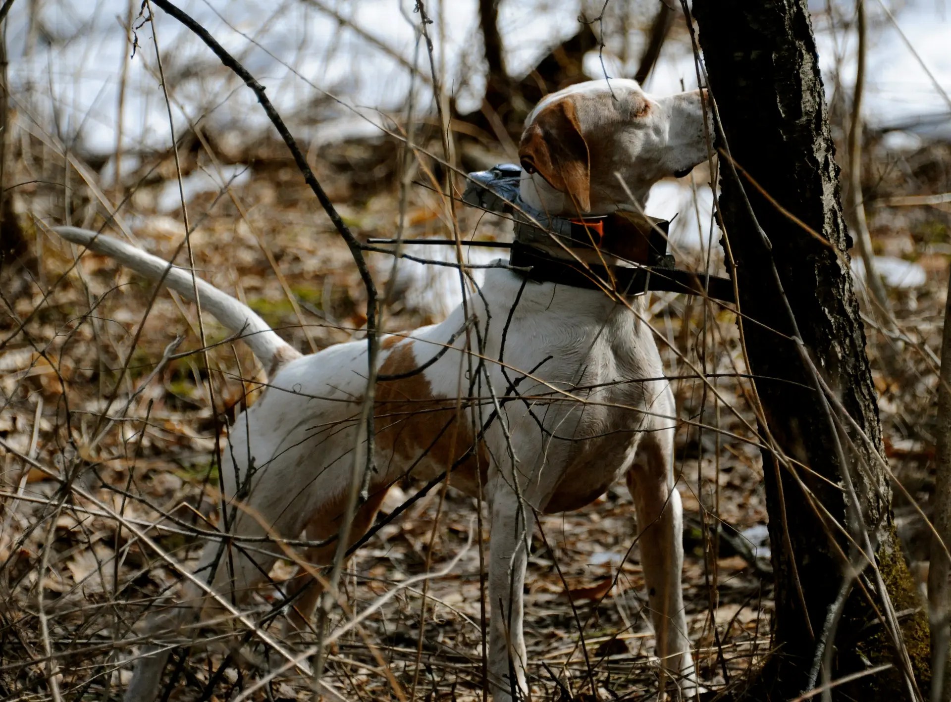 Incredible dog'seye view of grouse hunting.... Dogs and Doubles