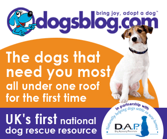 Dog rescue and dogs available for rehoming