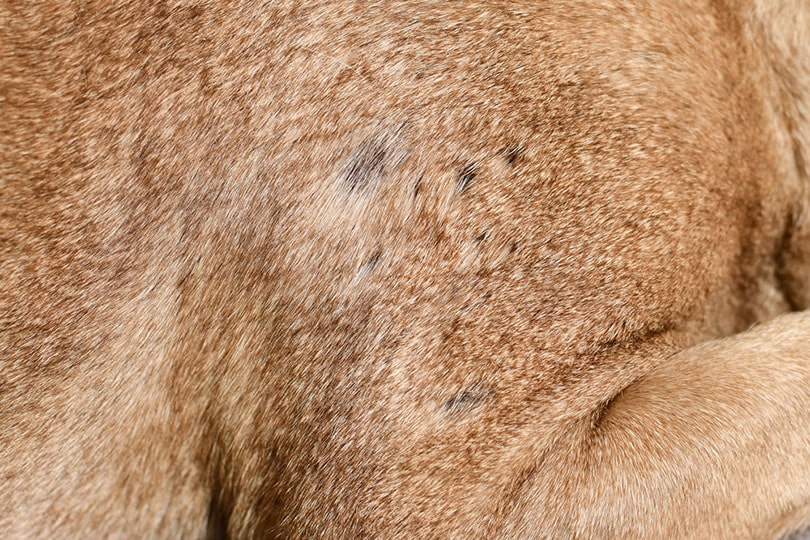 Why Does My Puppy Have Bald Spots: Uncover the Causes!