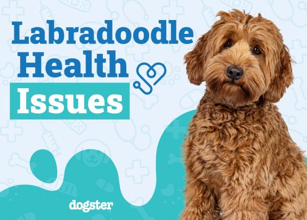 Common Labradoodle Health Issues: Vet's Insight & Tips