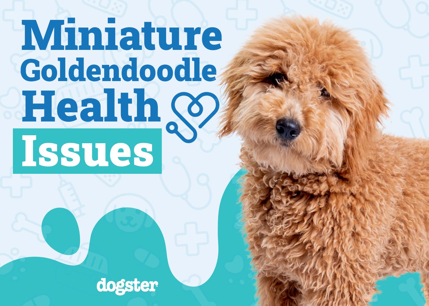Mini Goldendoodle Health Issues: Essential Tips for Owners