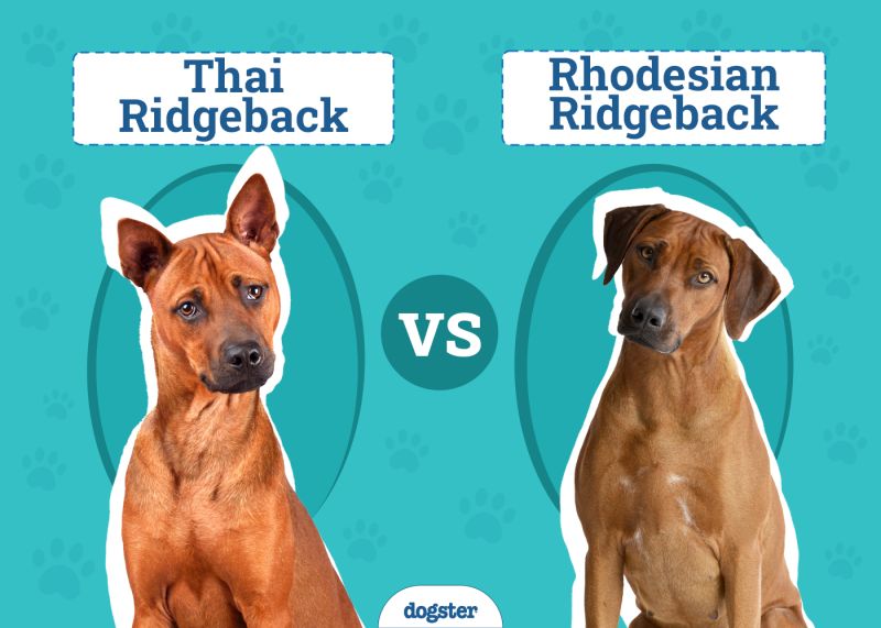 Rhodesian Ridgeback Size Comparison - Geometric Pictures - Beautiful High Resolution Collection