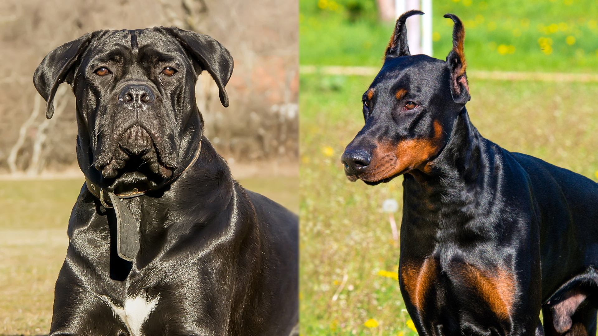 Cane Corso Doberman Mix: Ultimate Guide to a Majestic Mutt