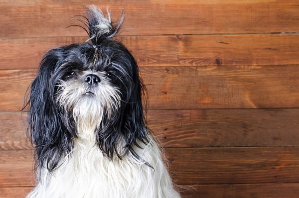 Shih Tzus Lifespan: Unveiling Their Longevity Secrets!