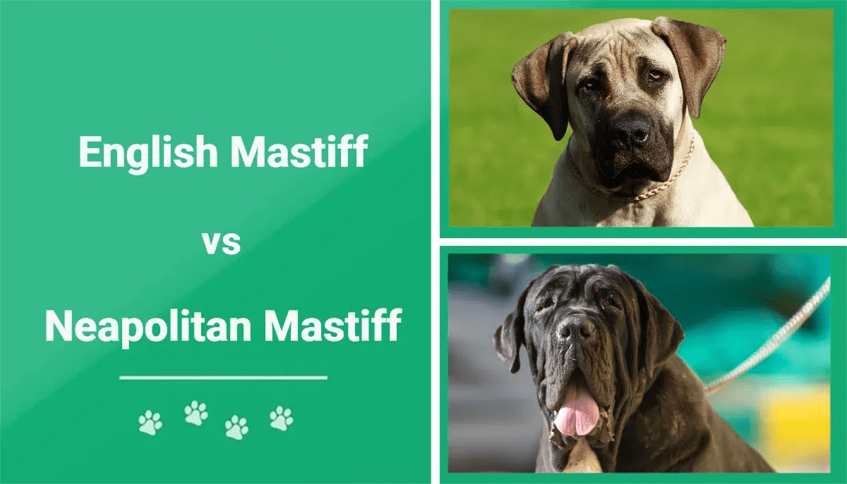 English Mastiff Vs Neapolitan Mastiff: Gentle Giants Face-Off