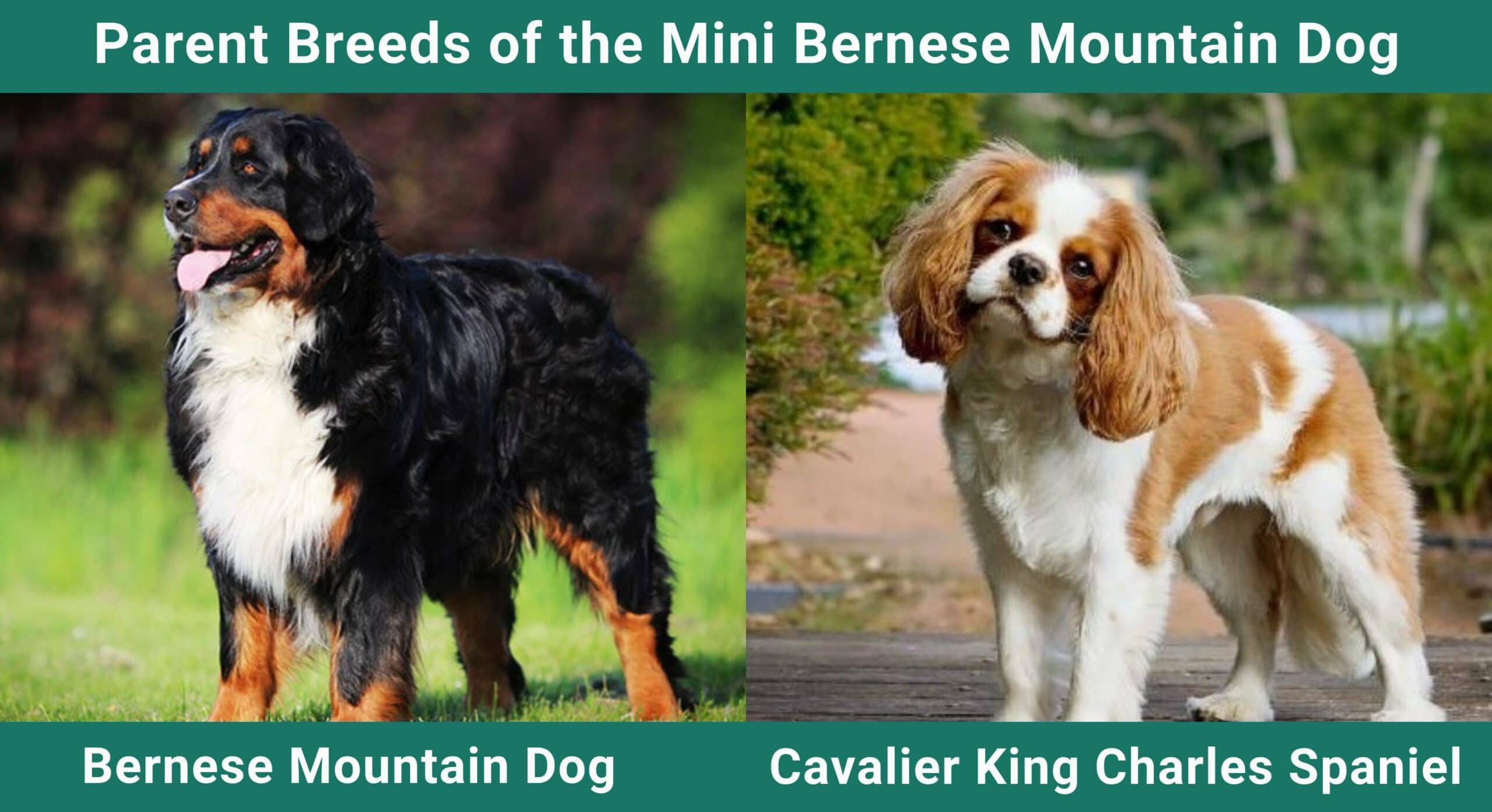 What is the Lifespan of a Miniature Bernese Mountain Dog: Insights