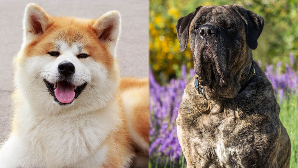 Akita Mastiff Mix: The Ultimate Guide to a Mighty Breed