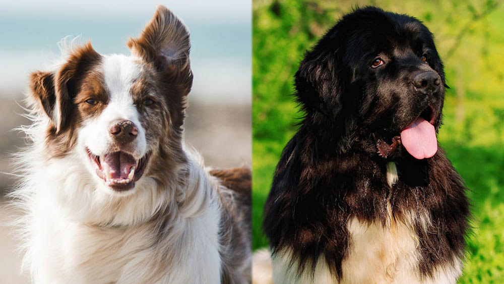 Border Newfie Mix: The Ultimate Family Companion Guide