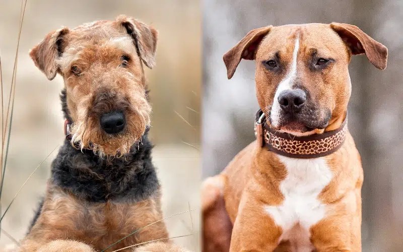 Airedale Pitbull Mix: Unveiling the Dynamic Hybrid