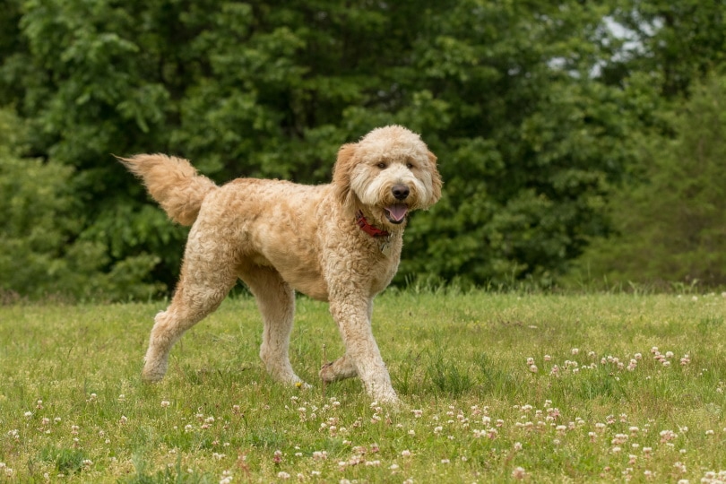 Goldendoodle Lifespan: Secrets to Their Longevity!