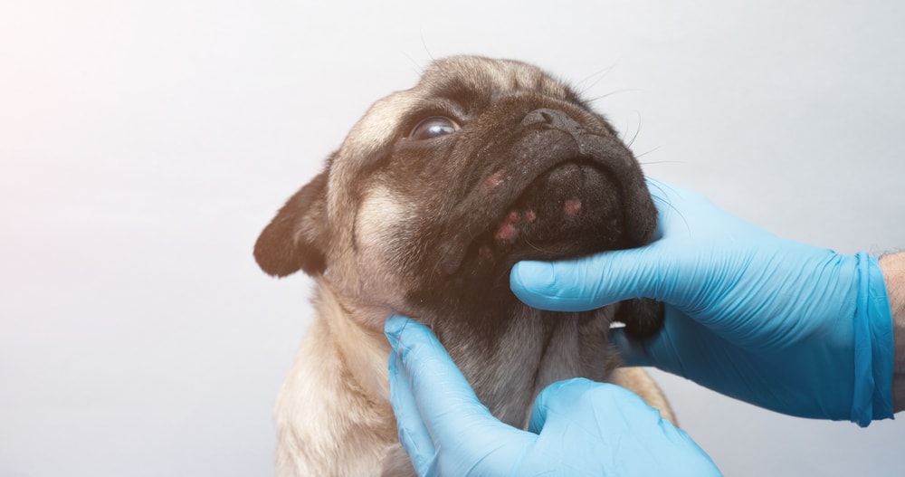 Canine Acne: Clear Up Your Pup with Expert Vet Tips