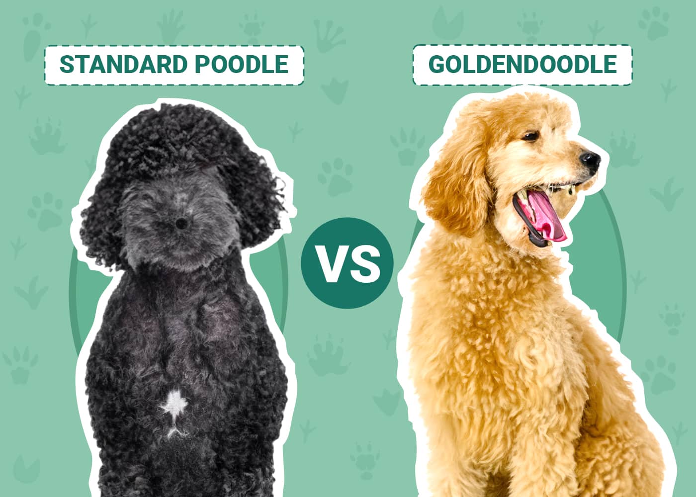Standard Poodle Vs Goldendoodle: Ultimate Breed Battle!
