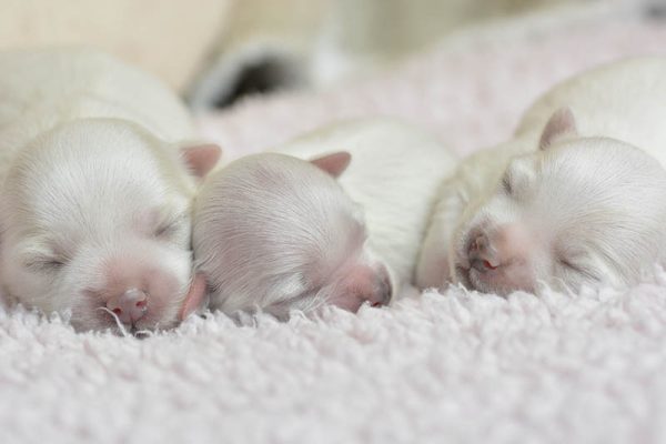 Understanding Maltese Pregnancy: Vet's Guide to Healthy Pups