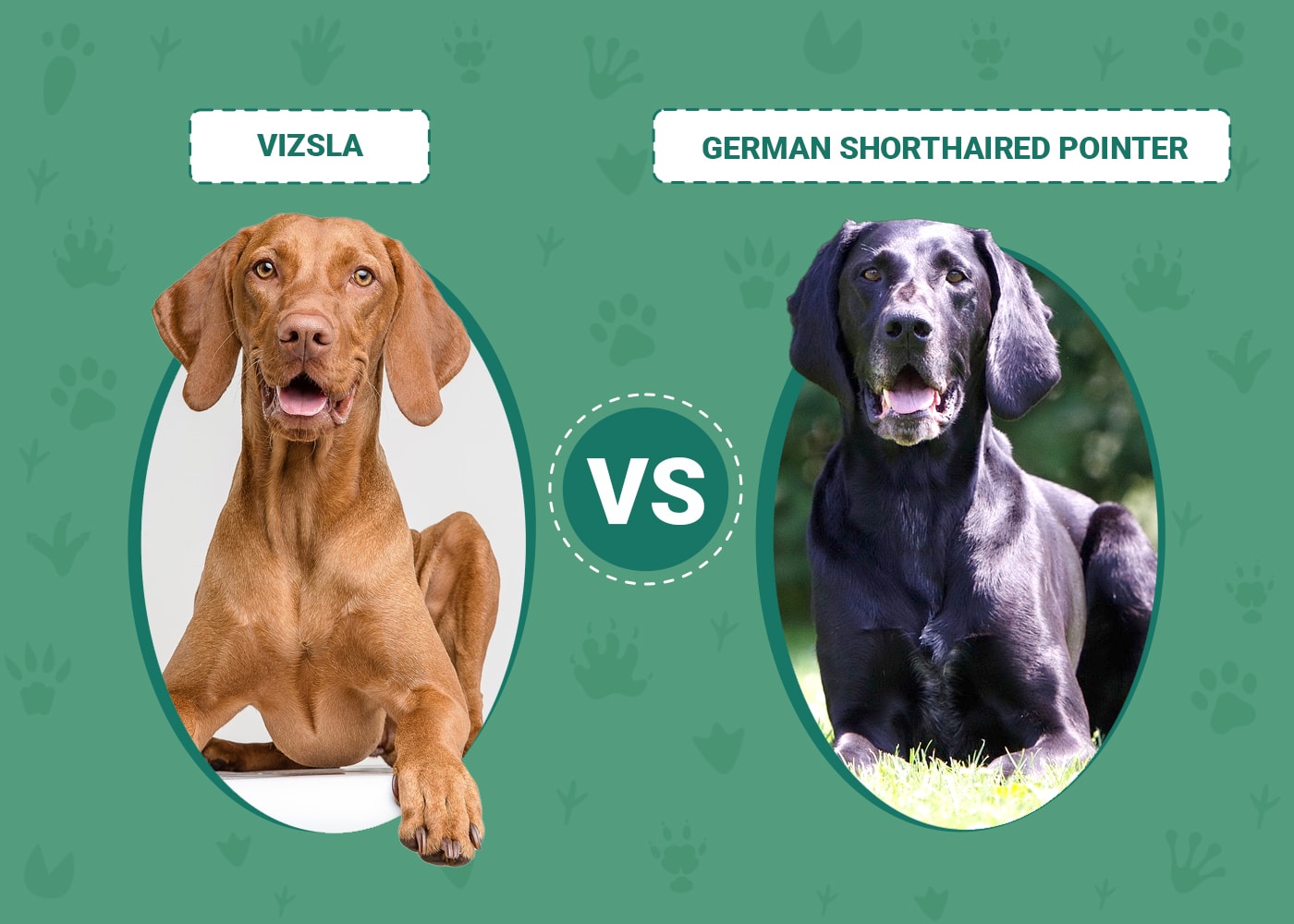 Vizsla Vs German Shorthaired Pointer: Top Breed Battle