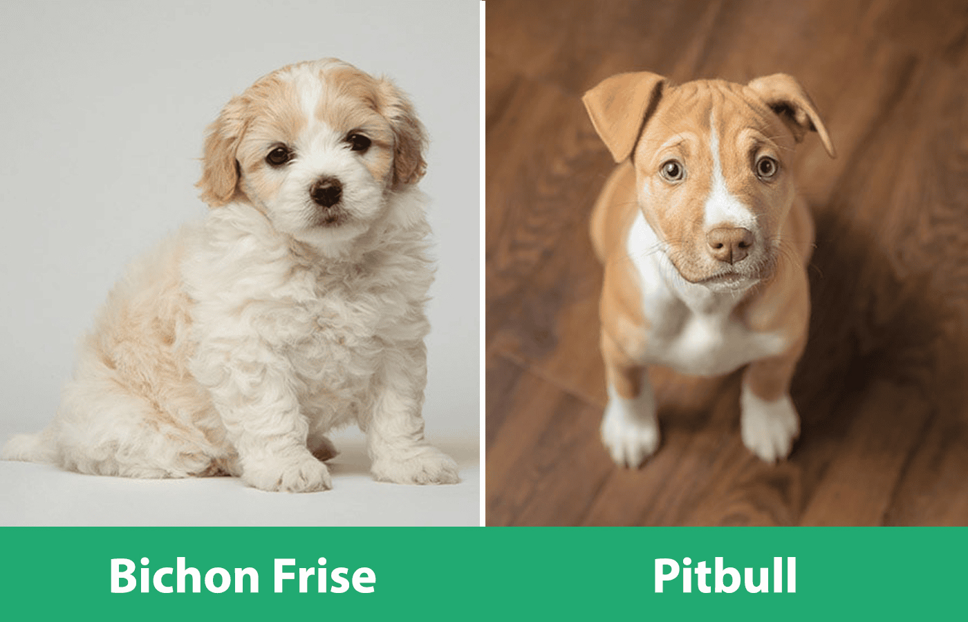 Bichon Pitbull Mix: Unveiling the Unique Crossbreed