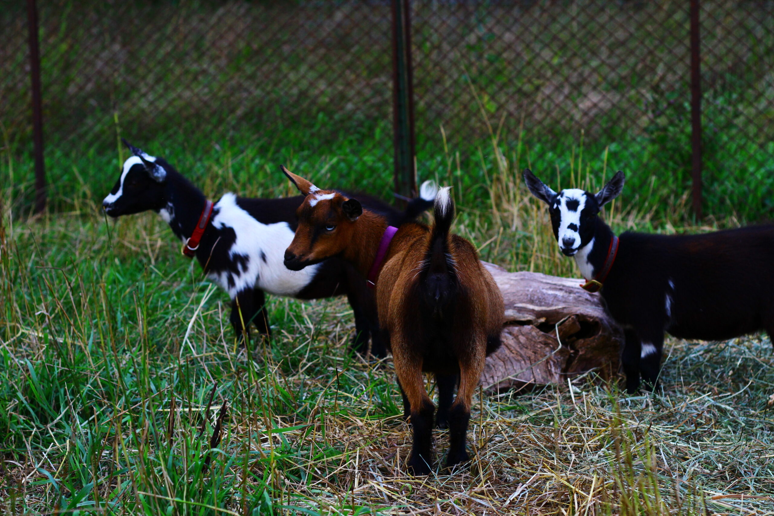 3 yearling Nigerian Dwarf does