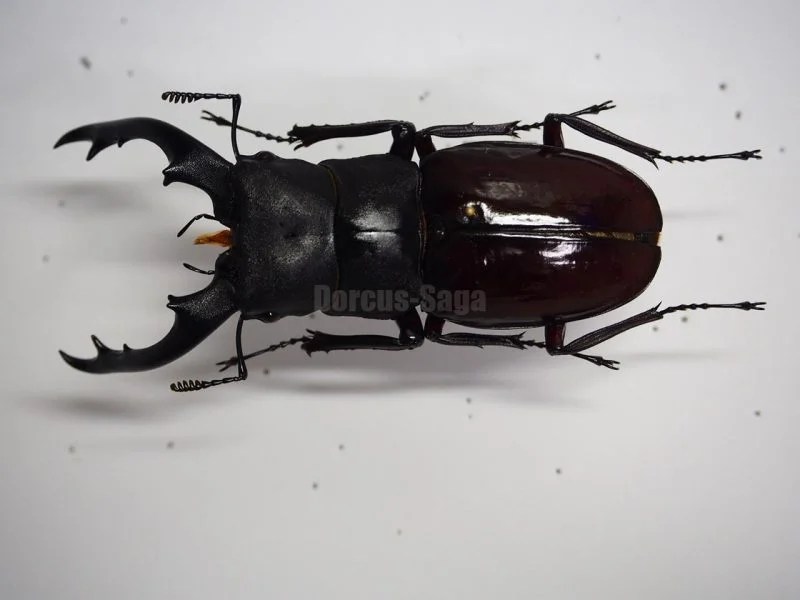 クワガタ標本 | Dorcus-Saga