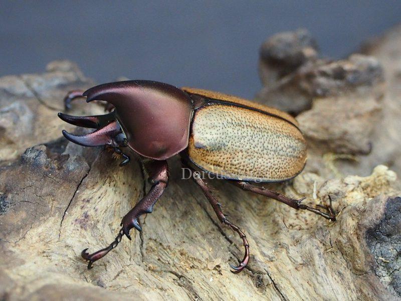 ブラジル産　デュポンカラカナヒナカブト　28mm 0000000101472_sV76EAB.jpg