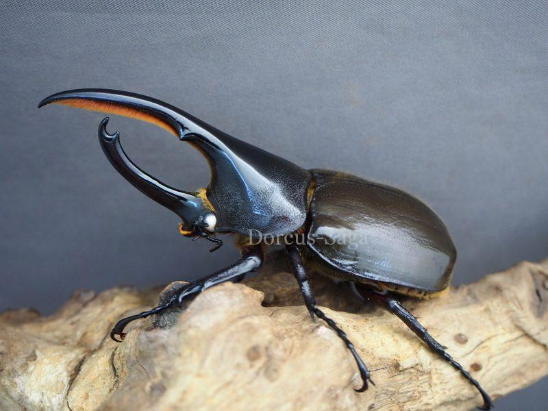 ブラジル産　ゾウカブト　86mmX45mm 新成虫☆ブラジル産☆アアヌビスカブト | Dorcusfarm