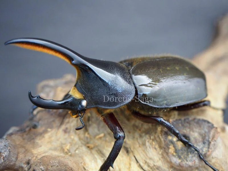 カブトムシ | Dorcus-Saga