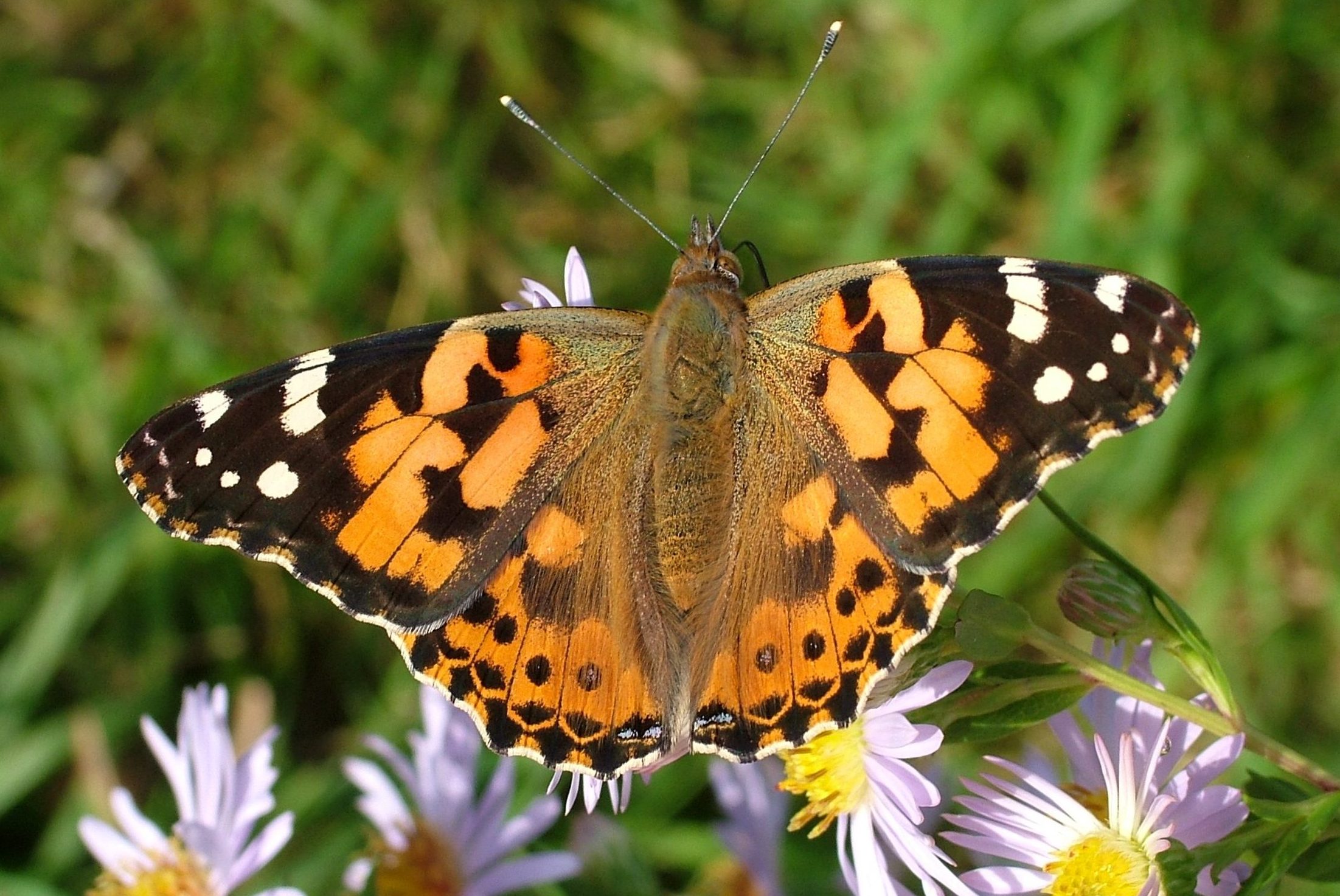 Butterfly with open wings: mainly orange with black and white and tiny specks of blue