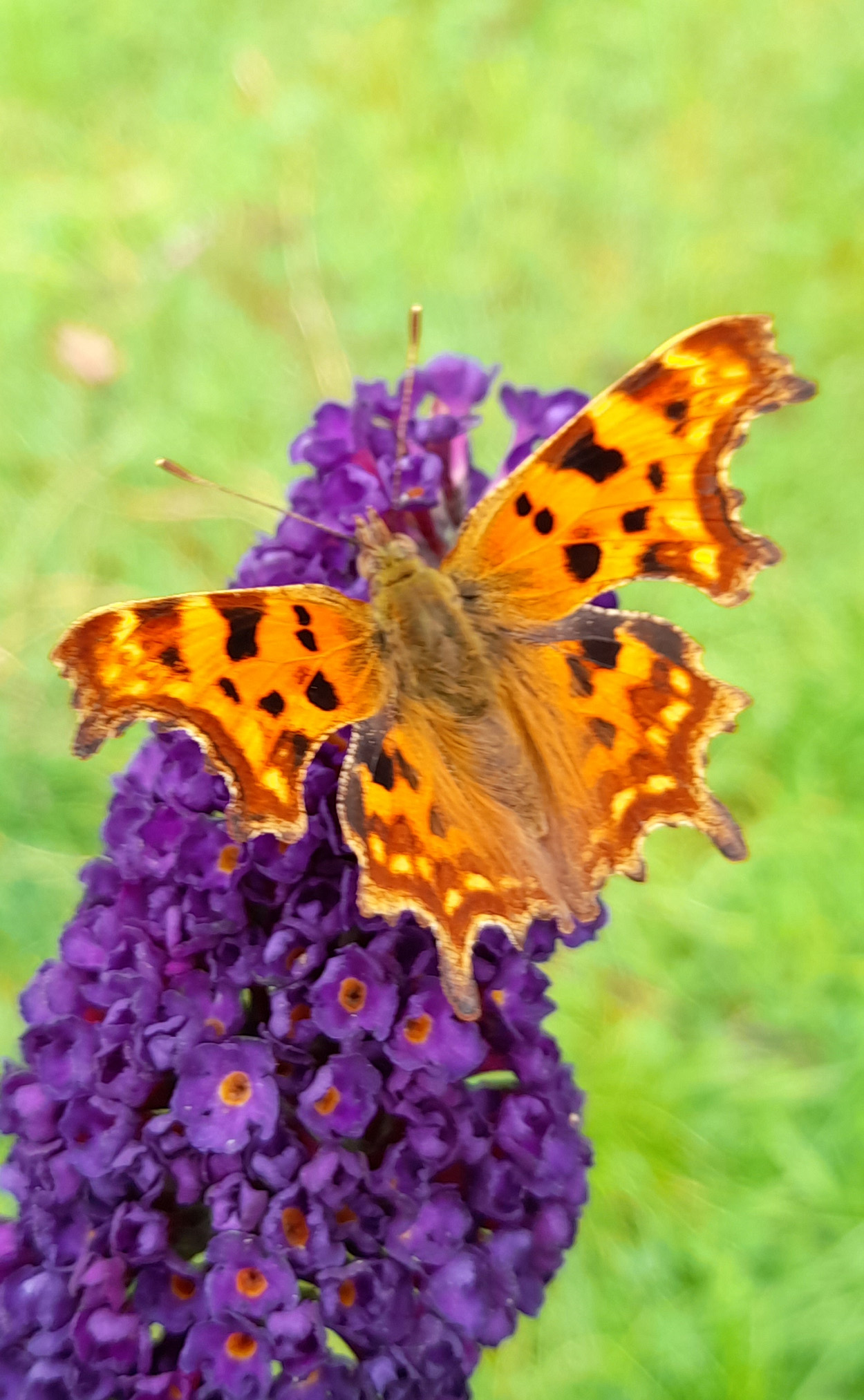 Dave-Law-Comma-20210911-BCG.