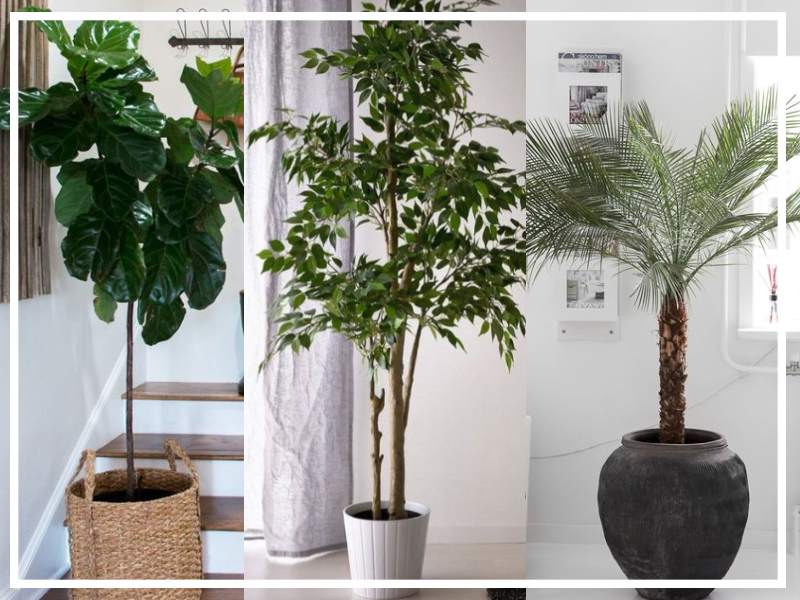 8 Best Indoor Trees That Actually Thrive In Low Light Houseplant Help