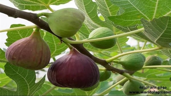 الزراعة تصدر نشرة بالتوصيات الفنية لمزارعي محصول التين خلال شهر مايو