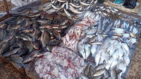 أسعار الأسماك والجمبري اليوم الخميس بمحافظة الإسماعيلية
