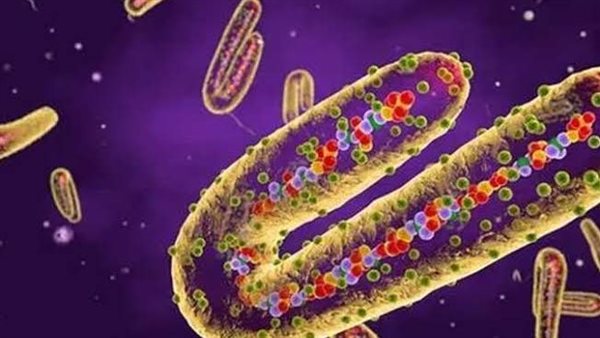 الصحة: لا إصابات بفيروس ماربورج.. والوضع في مصر آمن تماماً الصحة: لا إصابات بفيروس ماربورج.. والوضع في مصر آمن تماماً
