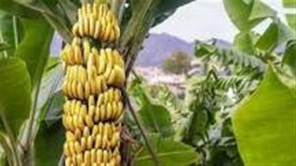 الموز بـ40 جنيه.. تعرف على أسعار الفواكه بمحافظة الإسكندرية