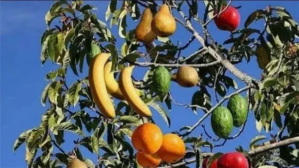 أسعار الفاكهة اليوم السبت 15 نوفمبر بمحافظة القاهرة 