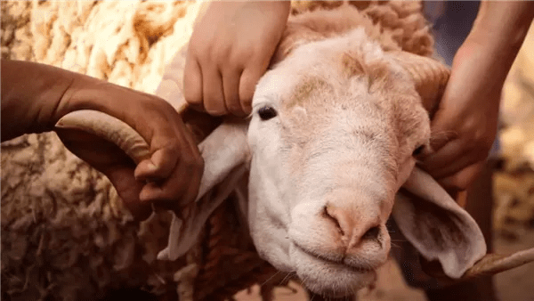 هل يجوز شراء الأضحية بالوزن؟.. الإفتاء تُجيب